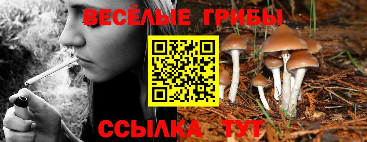 Галлюциногенные грибы Psilocybe  Вход с VPN  Красноуфимск 