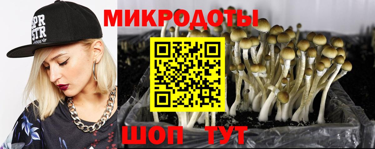 Галлюциногенные грибы Psilocybe Красноуфимск